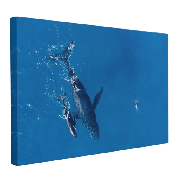lienzo-ballena-y-cría
