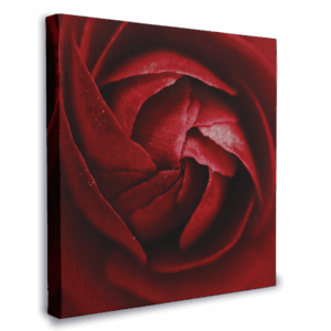 lienzo-decorativo-rosa