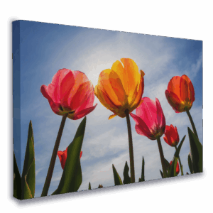 llienzo-decorativo-floral-tulipanes