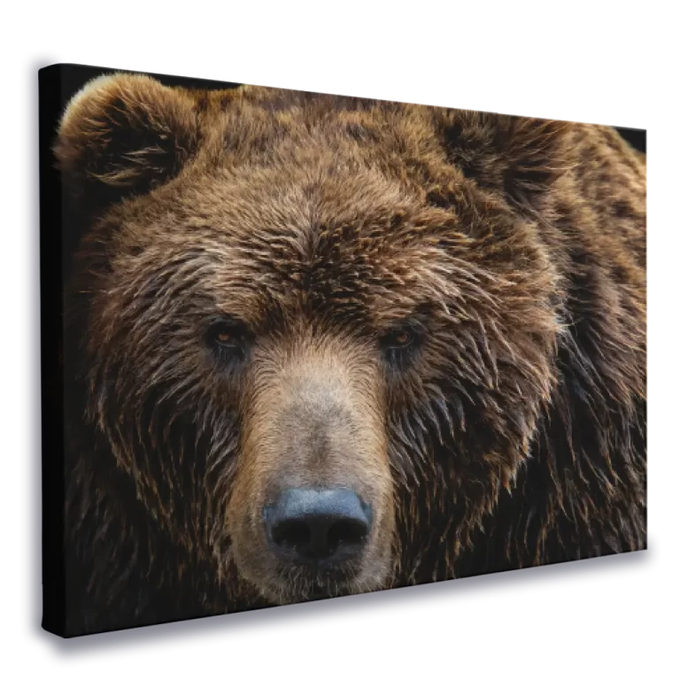 lienzo-impreso-oso