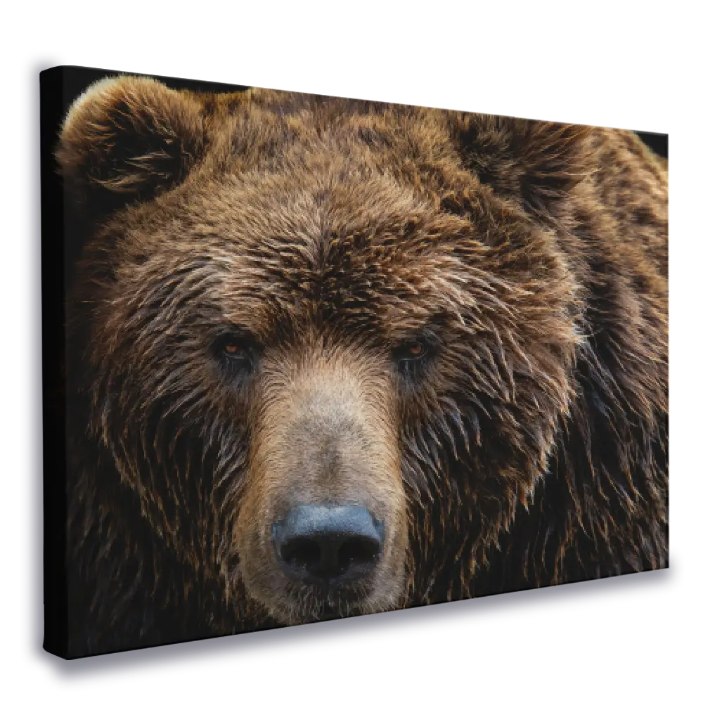 lienzo-impreso-oso